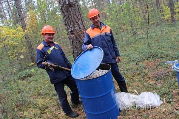 Белыничский лесхоз начал налаживать собственную добычу сосновой живицы